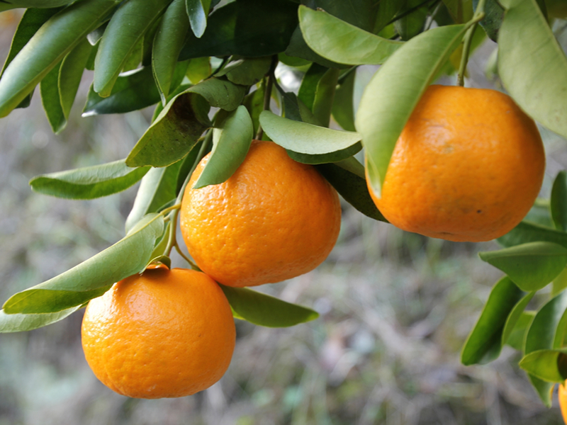 【C06042】高知産ぽんかん 約5kg（ご家庭用）［期間限定品］