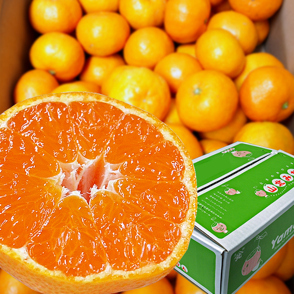 【E06014】高知の果物定期便(冬～春)