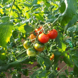 【B03058】高知産フルーツトマト「メルベーユ」　約1kg［期間限定品］