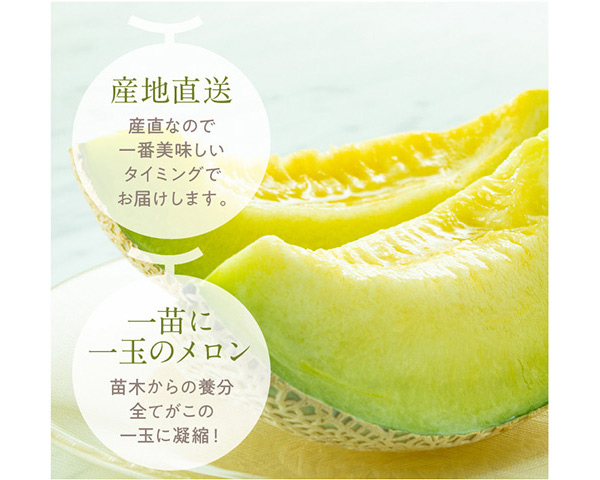 【C06036】高知県産　マスクメロン　1玉(約1.5kg)[期間限定品]