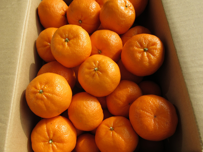 【C06042】高知産ぽんかん 約5kg（ご家庭用）［期間限定品］