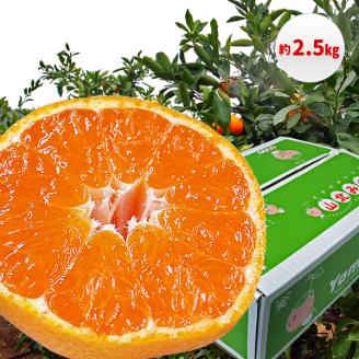 【B03055】山北みかん 2.5kg・サイズお任せ［期間限定品］