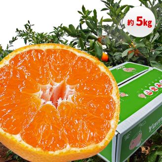 【C03035】山北みかん 5kg・サイズお任せ［期間限定品］