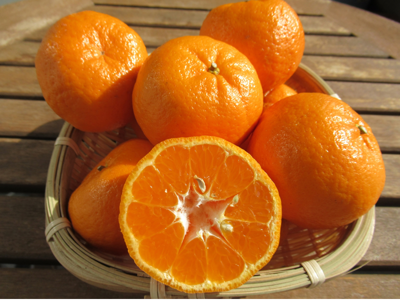 【C06042】高知産ぽんかん 約5kg（ご家庭用）［期間限定品］