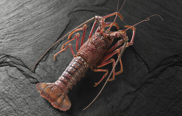 【C06005】伊勢海老(冷凍)