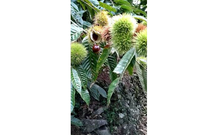 【先行予約】高級生栗 まるっこ栗  約1kg ＜2026年10月中旬～発送＞  夢甘栗 秀品 生栗 生 くり 栗 果物 クリ 秋 和栗 栗ご飯 季節限定 【仁淀川流域夢甘栗生産者組合 くり蔵】 [ATDR003]