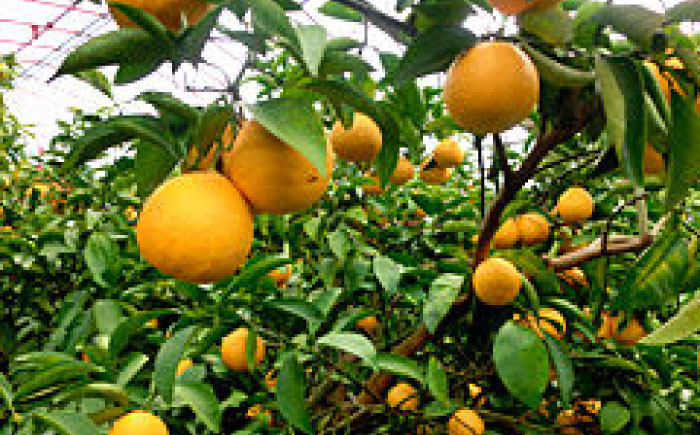 厳選上級品上物土佐小夏約5.0kg化粧箱Ｓ～Ｍサイズ/【グレイジア株式会社】 [ATAC337]