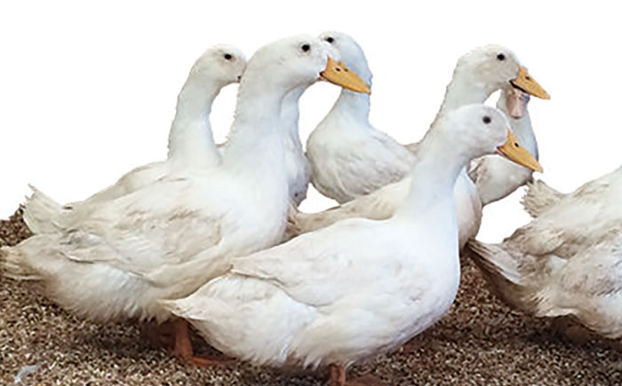 土佐鴨モモ肉【骨付き】（フレッシュ冷蔵）1羽分（約350ｇ～約500ｇ） | 土佐鴨・土佐ジロー飼育研究会【グレイジア株式会社】 [ATAC587]