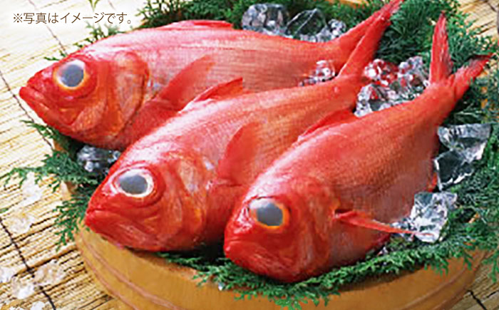 高知県産 天然 金目鯛 約1.3kg～1.5kg 〈2025年2月～発送〉 /内臓・うろこ処理済み 刺身 煮付け たい タイ キンメダイ 【株式会社　四国健商】 [ATAF004]