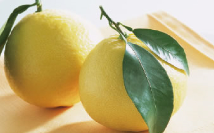 ご家庭用 土佐小夏 約5kg サイズお任せ(2S～L)〈2025年4月～発送〉/ 高知 土佐 小夏 柑橘 果物 フルーツ 家族 くだもの みかん【株式会社　四国健商】 [ATAF006]