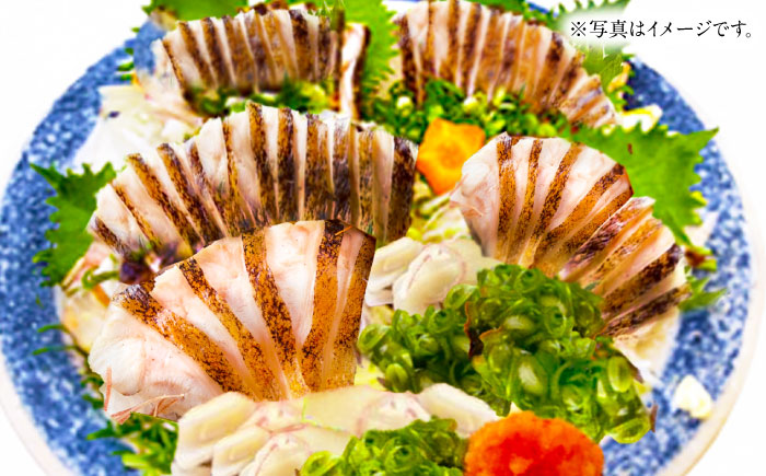 高知県産 ウツボのタタキ 約350g~400g 【株式会社 四国健商】 [ATAF057]