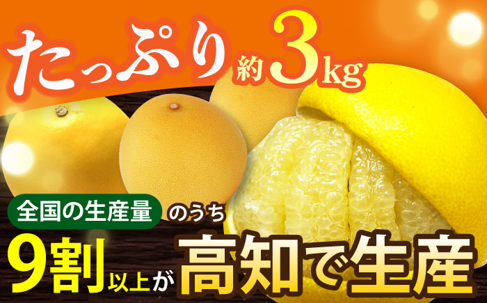 【先行予約】南国高知温室土佐文旦 約3kg 5玉〈2025年11月中旬～2026年2月中旬頃発送〉/ 文旦 ぶんたん フルーツ 果物 3キロ 高知県 【フルーツショップオザキ】[ATAH013]