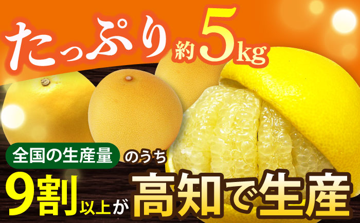 【先行予約】南国高知温室土佐文旦 約5kg 8玉〈2025年11月中旬～2026年2月中旬頃発送〉/ 文旦 ぶんたん フルーツ 果物 5キロ 高知県 【フルーツショップオザキ】[ATAH015]