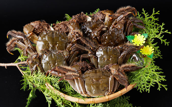 【期間・数量限定】浦戸湾育ちの天然ツガニ（モクヅガニ）【土佐の廣丸】[ATAL002]