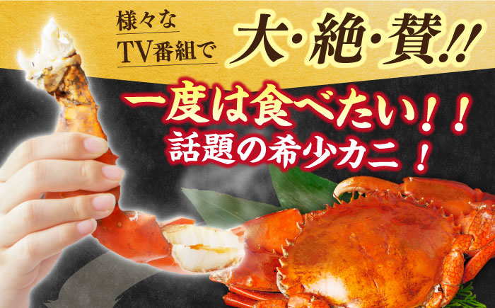 数量限定 希少品 浦戸湾産 エガ二 約2キロ(1匹)【土佐の廣丸】[ATAL003]