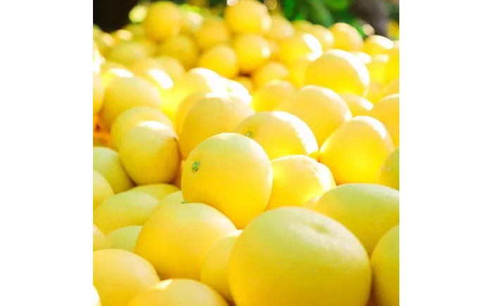 【先行予約】 千光士農園の土佐文旦 約5kg 家庭用 〈2026年2月中旬より発送〉 / 文旦 ぶんたん ブンタン 土佐文旦 柑橘 果物 フルーツ デザート 春 期間限定 季節限定 土佐 高知 【株式会社Dorago】 [ATAM062]