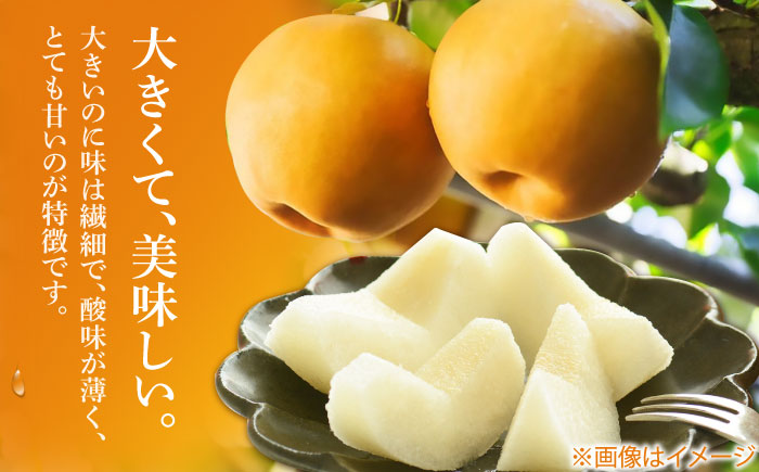 【先行予約】 まるはり新高梨（約800g×3玉入） 〈2025年9月下旬から発送開始〉 / 新高梨 梨 果物 フルーツ デザート 　【高知市農業協同組合】 [ATBK002]