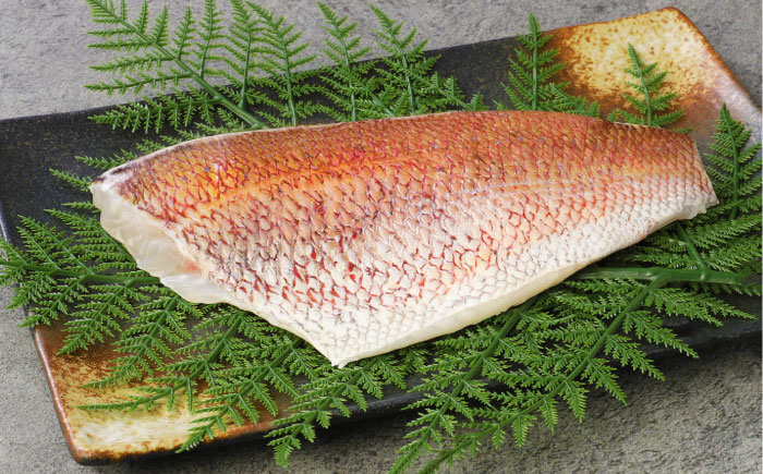 土佐黒潮真鯛の湯引き（皮付き）2枚（約500～700g）【株式会社　羽根】 [ATCK014]