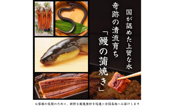 高知県産 うなぎ 長蒲焼2尾 約160g×2 (2～4人前)/ 鰻 ウナギ 土用丑の日 高知産 うなぎ 【土佐黒潮水産】 [ATCQ009]