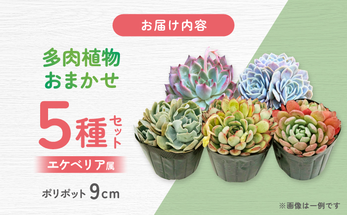 多肉植物 9センチポット 大型苗 デカベリア エケベリア おまかせ 5種セット / 植物 インテリア 苗 自然 ナチュラル 緑 置物 初心者 栽培 【mucca】 [ATHD003]