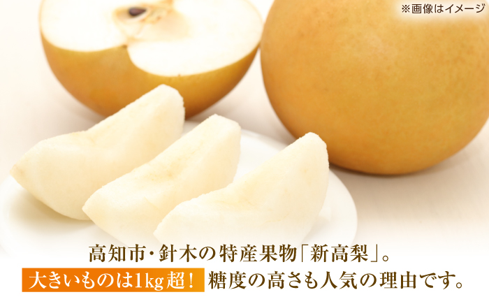 【先行予約】 新高梨 約2kg（3～4玉） 〈2026年9月20日～10月末発送〉 / 高知 針木 新高梨 梨 和梨 果物 フルーツ デザート 【川渕果樹園】 [ATHX001]