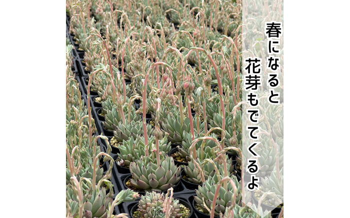 レア多肉・原種エケベリア詰め合わせ（5種類） / 植物 インテリア 苗 自然 ナチュラル 緑 栽培 趣味 【見元園芸】 [ATHY001]