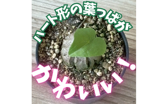 希少塊根植物（亀甲竜）/ 植物 インテリア 苗 自然 ナチュラル 緑 栽培 趣味 【見元園芸】 [ATHY002]