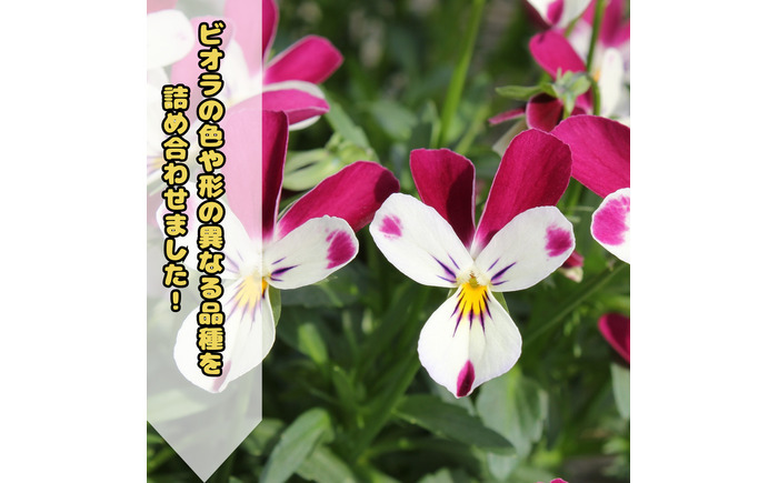 【先行予約】オリジナルビオラ詰め合わせ（5種）＜2025年11月～発送＞ / 花 インテリア 苗 自然 ナチュラル 緑 栽培 趣味 【見元園芸】 [ATHY006]