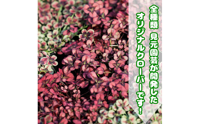 【先行予約】オリジナルクローバー詰め合わせ（5種）＜2025年12月～発送＞ / 花 植物 インテリア 苗 自然 ナチュラル 緑 栽培 趣味 【見元園芸】 [ATHY008]