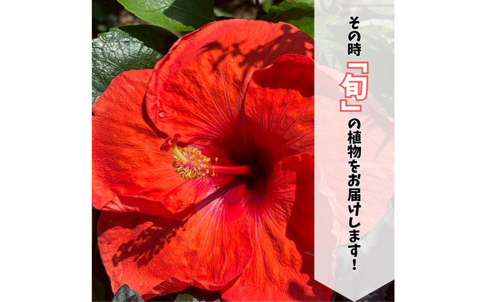 季節の花苗詰め合わせ（おまかせ12種）/ 花 インテリア 苗 自然 ナチュラル 緑 栽培 趣味 【見元園芸】 [ATHY009]