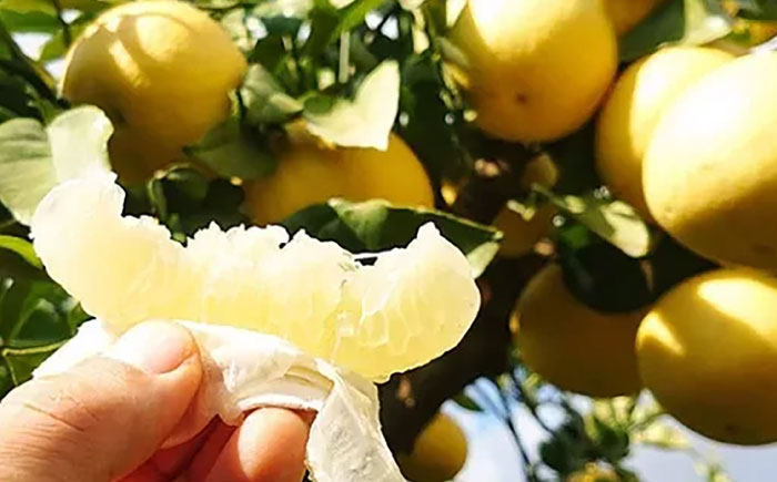 【先行予約】 千光士農園の土佐文旦 約5kg 家庭用 〈2026年2月中旬より発送〉 / 文旦 ぶんたん ブンタン 土佐文旦 柑橘 果物 フルーツ デザート 春 期間限定 季節限定 土佐 高知 【株式会社Dorago】 [ATAM062]