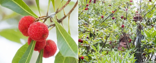 南国土佐のやまももアイスキャンデー 20本入 / スイーツ アイス アイスクリーム【久保田食品】 サイズ3 / スイーツ アイス アイスクリーム【グレイジア株式会社】[ATAC261]