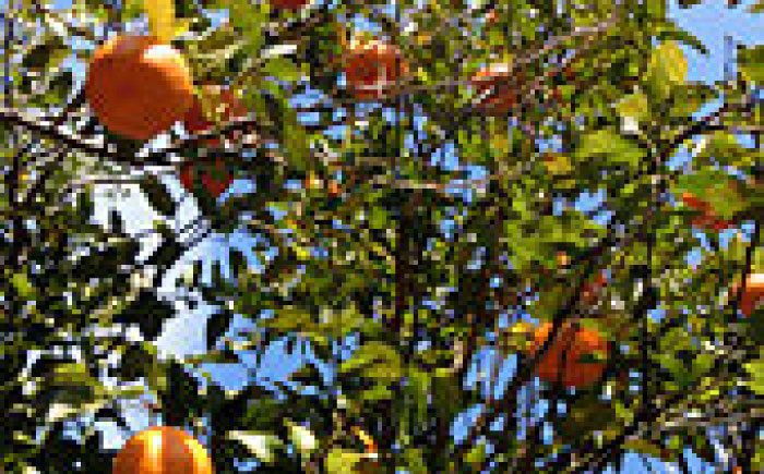 特選品立目ぽんかん（低しょう系）約5kg | L～２L 上物（秀）【グレイジア株式会社】 [ATAC332]