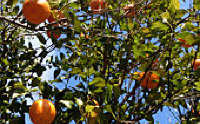 特選品立目ぽんかん（低しょう系）約5kg | L～２L 家庭用 【グレイジア株式会社】 [ATAC335]