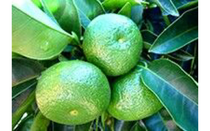 直七ぽんず 360ml×4本セット 果汁たっぷりまろやかポン酢 【グレイジア株式会社】 [ATAC404]