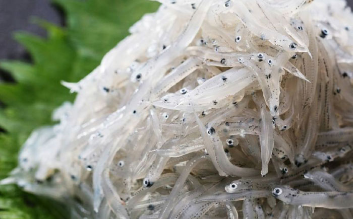 南国土佐の定番の味「ぬた」で味わう「鰹たたきとどろめ」セット / 鰹 カツオ かつお 鰹 藁焼き カツオ 高知 ワラ 美味しい 完全藁焼き【株式会社土佐料理司】[ATAD046]