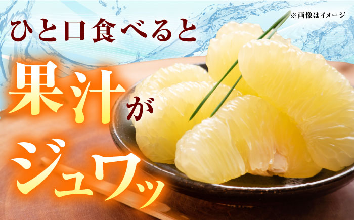 高知県産 水晶文旦 約3kg 6玉入 贈答用〈2026年9月下旬～11月上旬頃発送〉 /  高知 水晶 文旦 柑橘 果物 フルーツ くだもの 贈答 お中元 お歳暮 ギフト ぶんたん 【株式会社　四国健商】[ATAF032]