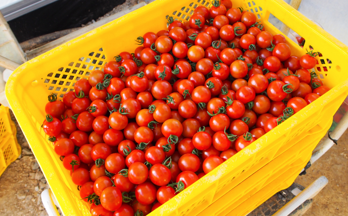 【先行予約】 高知県高知市 フルーツトマト メルベーユ 約1kg 〈2025年12月中旬頃～発送〉 / 高糖度 トマト とまと フルーツトマト 野菜 【株式会社　四国健商】 [ATAF071]