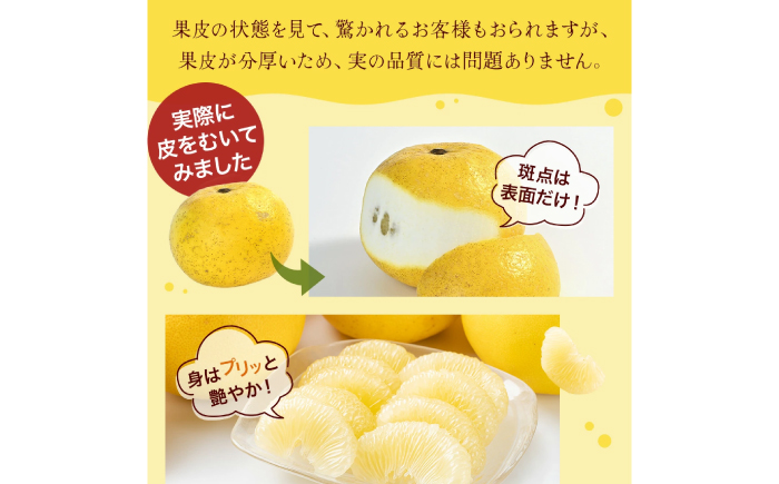 【先行予約】高知県産 訳あり 土佐文旦 約3kg 〈2026年2月～発送〉 / 傷 シミの訳アリ  大容量 ぶんたん 文旦 訳あり わけあり 果物 【株式会社　四国健商】 [ATAF151]