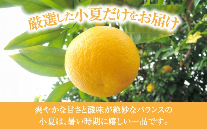 【先行予約】土佐小夏 約2.5kg 18個前後 Mサイズ〈2026年4月中旬～2026年7月中旬頃発送〉/ さわやかな甘さが絶品 ヒュウガナツ ニューサマーオレンジ フルーツ 果物 季節もの <2025年4月～発送>【フルーツショップオザキ】 [ATAH003]