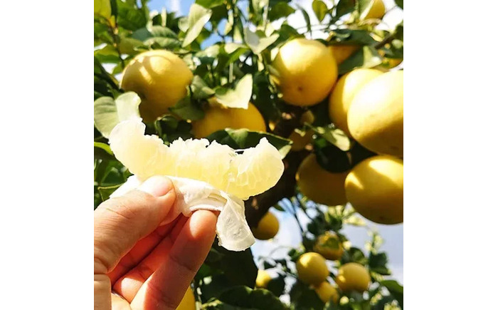 【先行予約】 千光士農園の土佐文旦 約5kg 家庭用 〈2026年2月中旬より発送〉 / 文旦 ぶんたん ブンタン 土佐文旦 柑橘 果物 フルーツ デザート 春 期間限定 季節限定 土佐 高知 【株式会社Dorago】 [ATAM062]