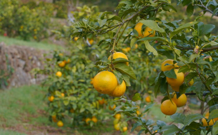 土佐ベルガモットのスパークリング 500ml×12本セット/ 土佐生姜 ベルガモット スパークリング ジンジャーエール 爽やか 飲料 ドリンク 【はるのTERRACE】 [ATAV014]