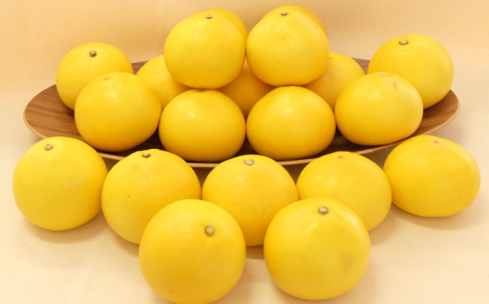 【先行予約】 よりすぐりの土佐文旦 約10kg（2Lサイズ 20玉程度）〈2027年2月初旬～2027年4月中旬頃発送〉 / 文旦 土佐文旦 10kg 2L 20玉 大玉 柑橘 果物 フルーツ デザート 季節限定 期間限定 【L＋武田青果】 [ATIT009]