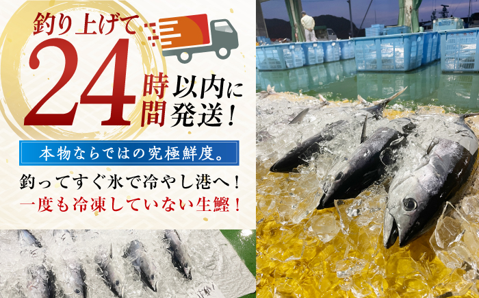 冷凍していない生鰹 高知県産 土佐久礼 藁焼き生鰹たたき 約1.2kg 魚介類 魚 お魚 刺身 初鰹 戻り鰹 【池澤鮮魚オンラインショップ】 [ATBE028]