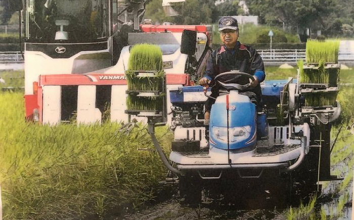 農薬節減！ R7年度産 特別栽培米 白鷺米 にじのきらめき 約2kg ＜2025年9月中旬～発送＞ / 高知 米 お米 精米　【津ノ宮農園】[ATBV003]