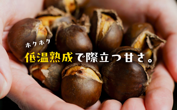 熟成四万十栗焼き栗の詰め合わせ (約150g×7袋入り) 〈2025年11月5日～2026年4月30日発送〉/ 栗 くり クリ 焼き栗 熟成 秋の味覚 秋 詰め合わせ 高知 四万十 【株式会社いちじゃもの】 [ATCB004]