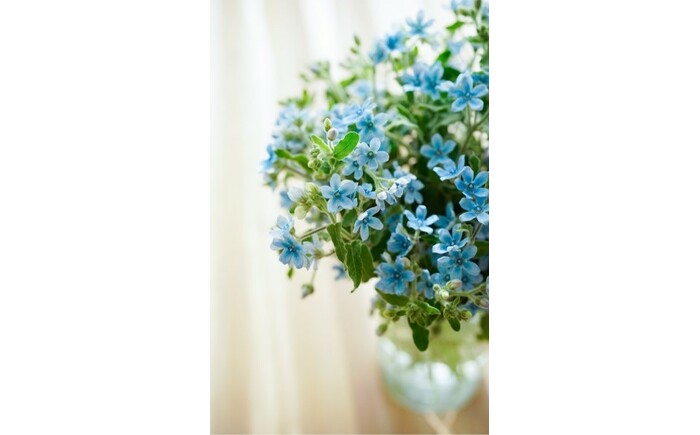 【定期便】ブルースター花束初回花瓶付き 12ヶ月定期便 / ブルースター お花 フラワー 青い花 高知県産 定期便 希少品種 サムシングブルー リビング インテリア 切り花 花瓶付き 癒やし ギフト【株式会社tomoni】 [ATCG049]