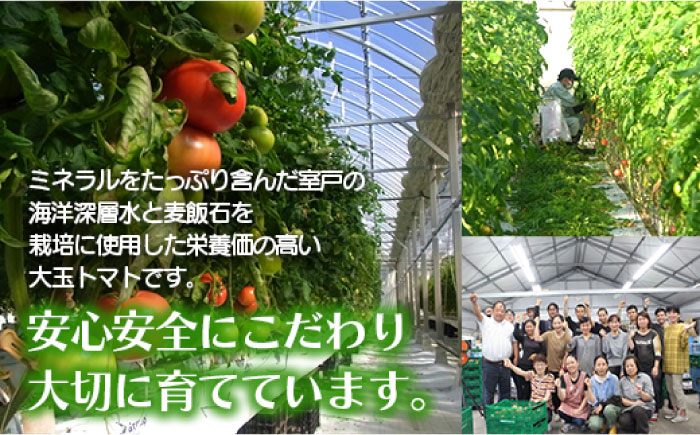 大容量4kg 高知の太陽と水で育てたこだわりのトマト「太陽の恵み」!! 【株式会社　羽根】 [ATCK001]