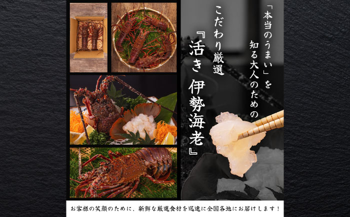 伊勢海老 2匹入 約600g～800g 活き イセエビ いせえび 刺身 海鮮 御中元 お中元 敬老の日 ギフト 贈り物 プレゼント 伊勢エビ 伊勢えび 高級食材 送料無料【土佐黒潮水産】 [ATCQ007]