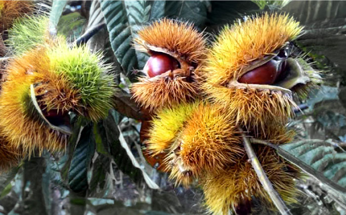 【先行予約】ほくほく甘い！熟成した夢甘栗 高級生栗＜秀品規格＞ 約1kg (約50個前後)＜2026年10月中旬～発送＞ 栗 くり 季節 秋 旬頃 直送【仁淀川流域夢甘栗生産者組合 くり蔵】 [ATDR002]